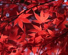 Red Maple Canopy by Josh Merrill