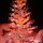 christmas tree by jon radtke