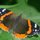 Red Admiral Butterfly by Joe Balynas