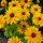 Chicago, Hyde Park, Flowers by Mary Warren