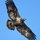 Young Bald Eagle by Kristine Quandee