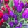 Wal-Mart Flowers by Maureen Rueffer