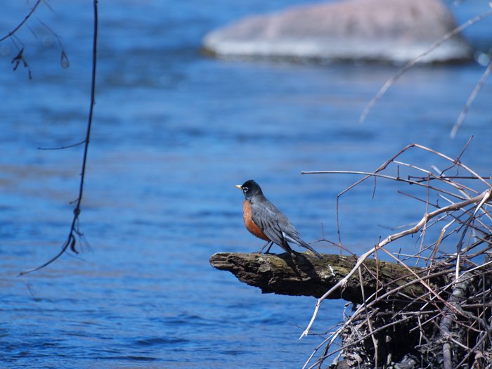 First Sign That Spring Is Coming by Gregory Auberry