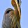 Great Blue Heron by Kristine Quandee