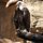 Haliaeetus leucocephalus by Bob Laramie