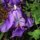 Bearded Iris by David Kasnick