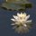 Water Lily Reflecting by Karen Mikrut