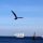 Seagull Ham For The Camera by Gregory Auberry