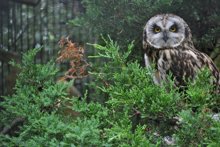 Barred Owl by David Kasnick