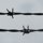 Barb Wire in DeKalb by Dana A Mammoser
