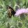Swallow Tail Butterfly by bob marx