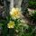 Daffodil by Rebecca Berkley