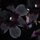 Black Orchid by David Kasnick