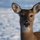 Who's watching whom by clark maxwell