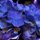 Hydrangea by Paul Brackley