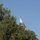 Egret in an Apple Tree by Timothy Adams