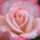 Pretty in Pink by Karen Mikrut