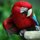 Bird by Peter Marzano
