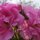 Bold Beauties by Bernie Duffett
