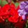 navy flowers by jon radtke