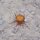 Orange Spider by David Kasnick