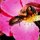 Buzz Off Bucko by John Absher