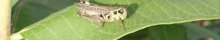 Red-legged Locust by David Uthe
