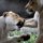 Lioness Fight by Adam Mrugacz