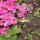 Butterflies Are Free by Brenda Bolton