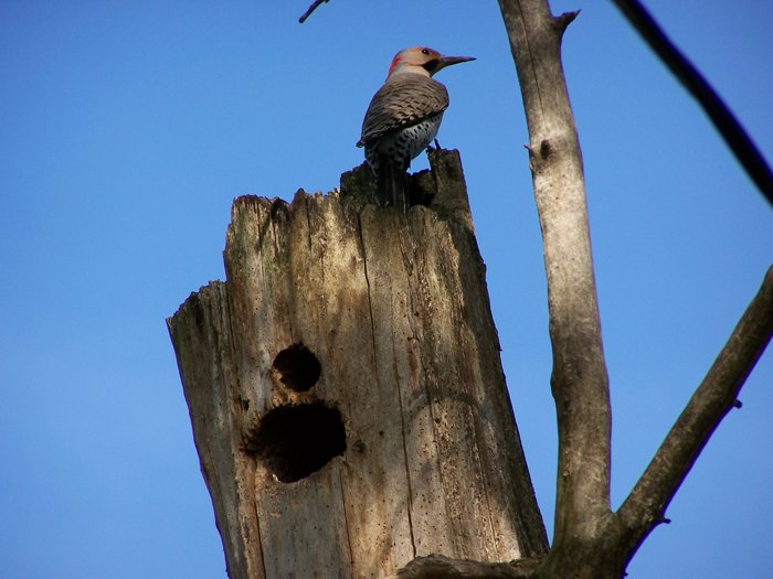 My Friend Flicker II by David Kasnick