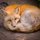 All Curled up by Bob Haaarmans