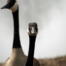 Not-so Friendly Face