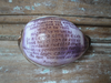 lord's prayer cowry shell