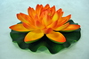 Large Lotus