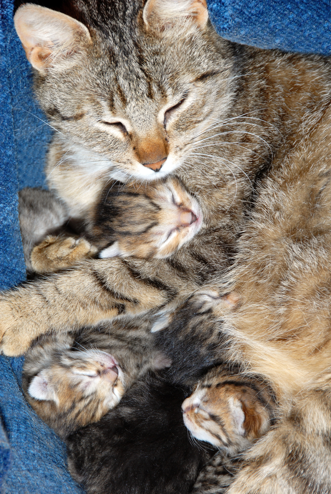 Momma Cat With Newborn Kittens Momma Cat With Newborn Kittens