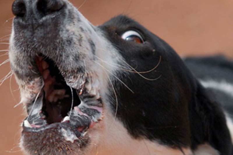 how to stop a dog from barking