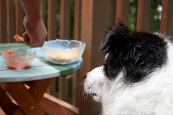Border Collie looking at chips and salsa