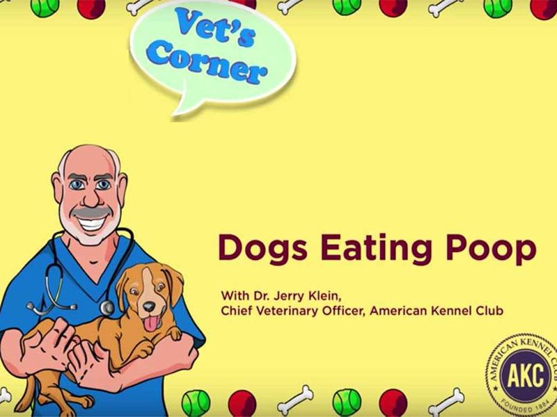 Preventing Dogs from Eating Poop