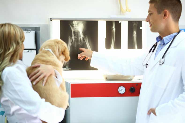 hip dysplasia hero