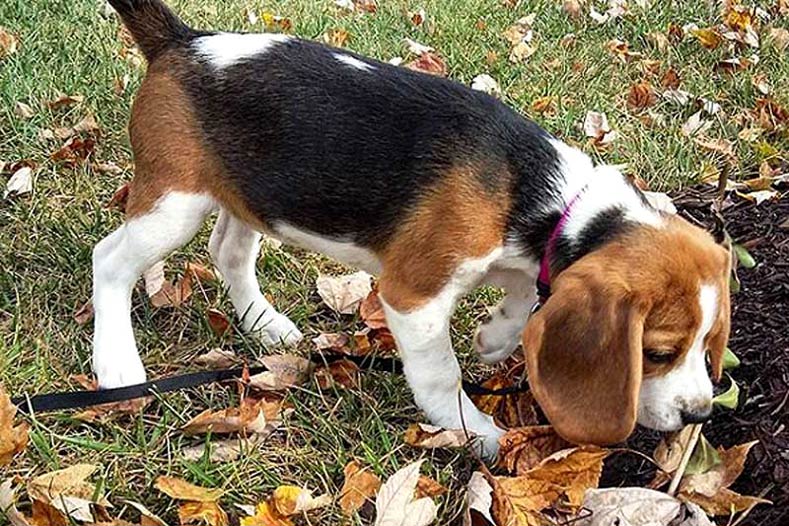 Beagle puppy sniffing outdoors