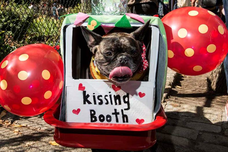 French bulldog wearing a Kissing Booth costume at the Tompkins Square Park Halloween parade 2017