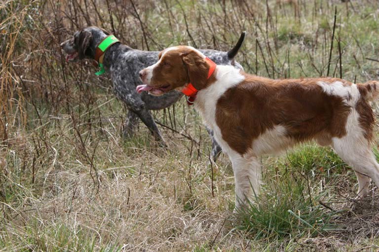 Pointing Breeds American Kennel Club