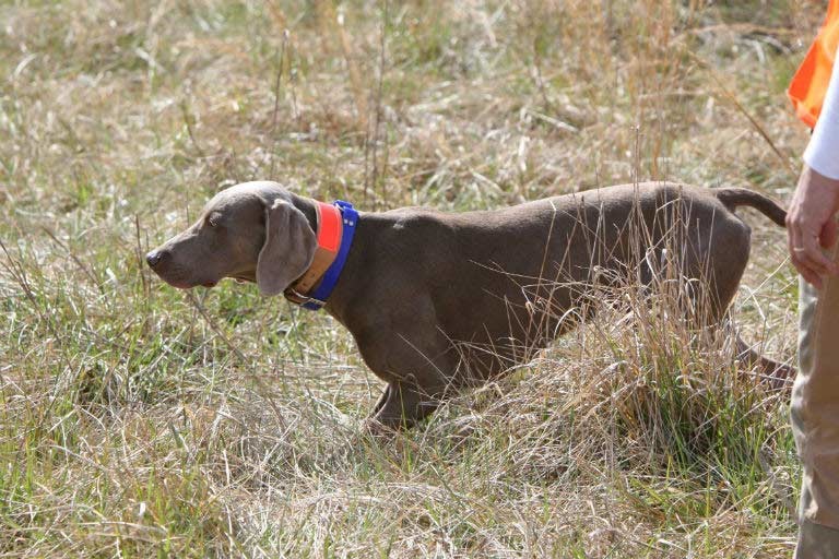 Pointing Breeds Hunt Tests American Kennel Club
