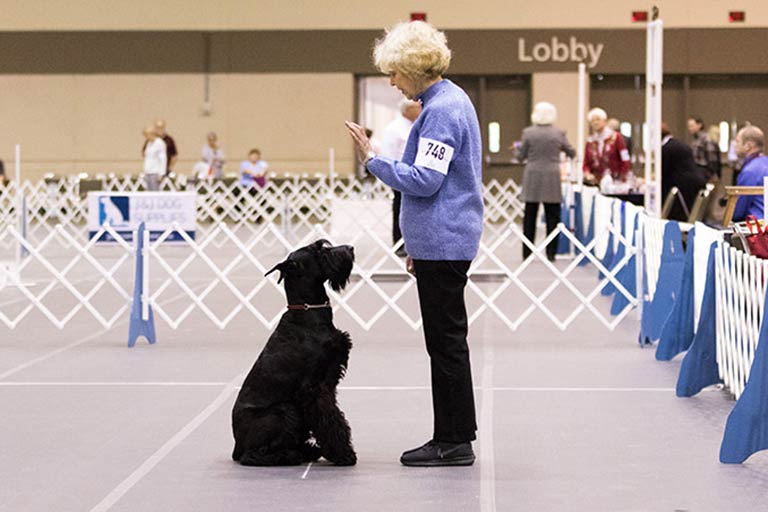 Obedience American Kennel Club