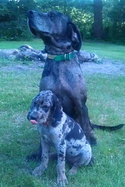 American Leopard Hound Dog Breed Information - American Kennel Club