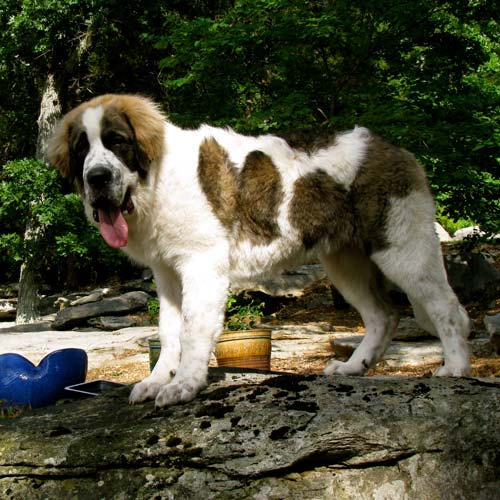 Pyrenean Mastiff Dog Breed Information - American Kennel Club