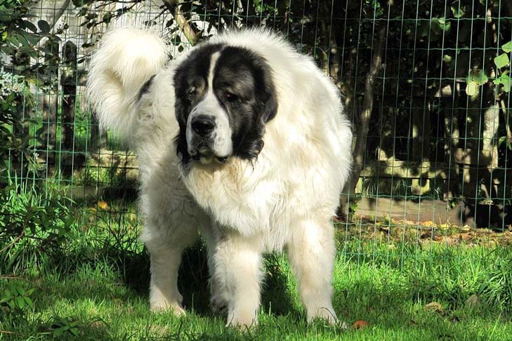 Pyrenean Mastiff Dog Breed Information - American Kennel Club