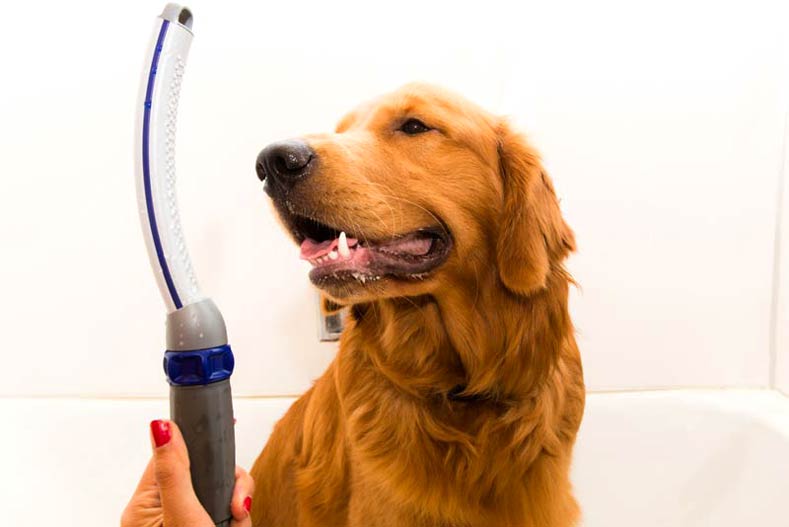 Golden Retriever gets a bath with a Waterpik