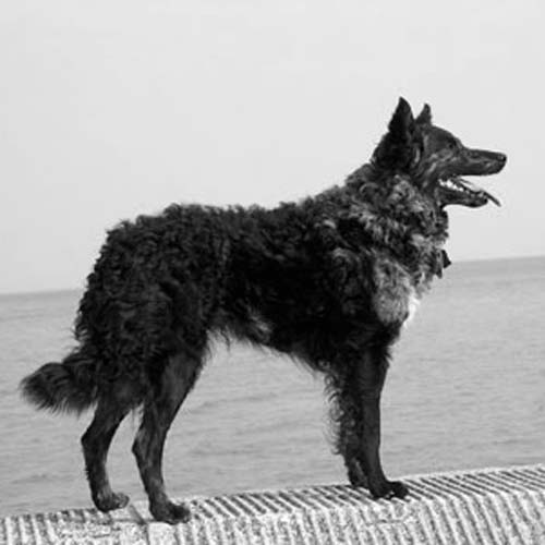 Mudi Dog Breed Information American Kennel Club