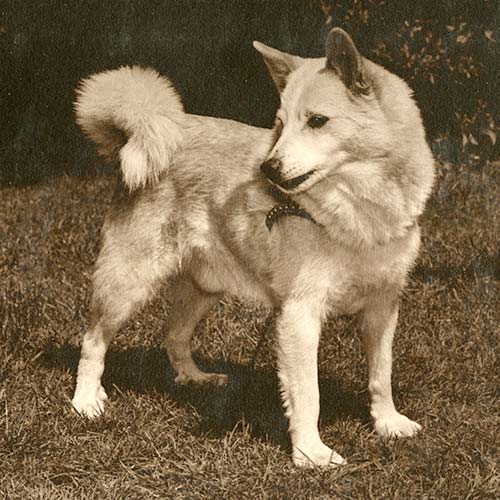 Icelandic Sheepdog Dog Breed Information